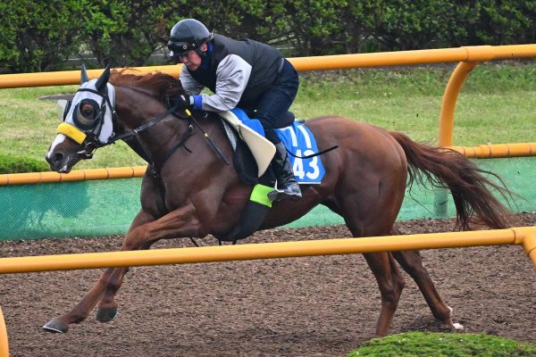 米子城S予想　好材料が目白押し！　要注目の種牡馬は　データ班