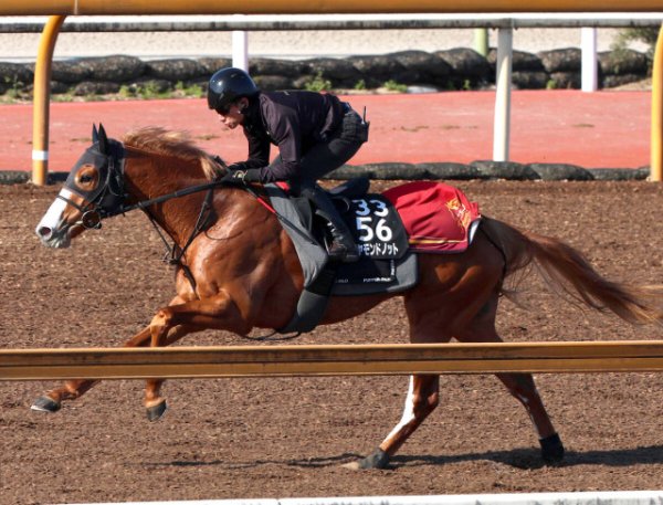 【ファルコンＳ・１週前】川田将雅騎手とコンビ復活のダイヤモンドノットは軽快な動き　福永調教師「いい追い切りができました」（スポーツ報知）｜ｄメニューニュース