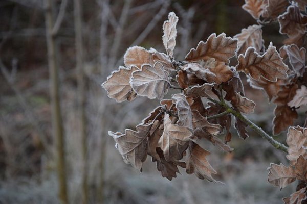 Ancient DNA Reveals Ice Age Forests in the Lost World of Doggerland