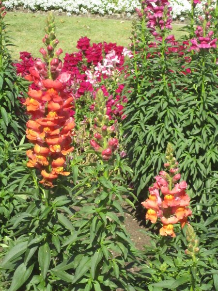 Antirrhinum