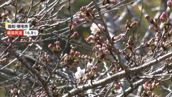 ソメイヨシノ“非公式”開花宣言　三重では「クマノザクラ」見頃に　全国的に春の陽気（FNNプライムオンライン）｜ｄメニューニュース