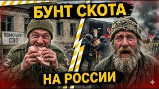 БУНТ СКОТА: ОМОН штурмує хліви! Карма за сало для окупантів. ГОДУВАВ СВО? РАСКУРКУЛИТЬ! ГОЙДА!