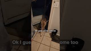 Surprise visitor during tornado warning 🥹❤️