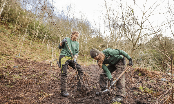 Fifty Japanese Cherry Blossom Trees Planted at Eden Project - CornishStuff