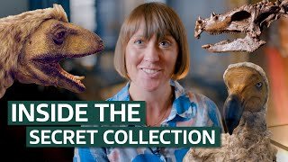 The Most Incredible Treasures in the Natural History Museum's Collection | Our History