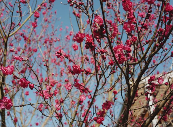 Vous pensez (à tort) que le printemps se fête le 21 mars ? On vous explique pourquoi cela ne va plus arriver avant 2102