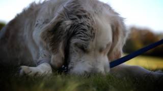 International Day of Happiness