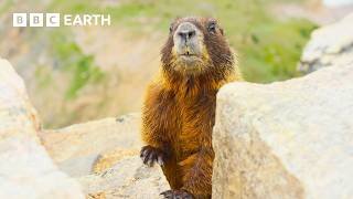 🔴 LIVE: The Incredible Wildlife of Hidden Forests | BBC Earth