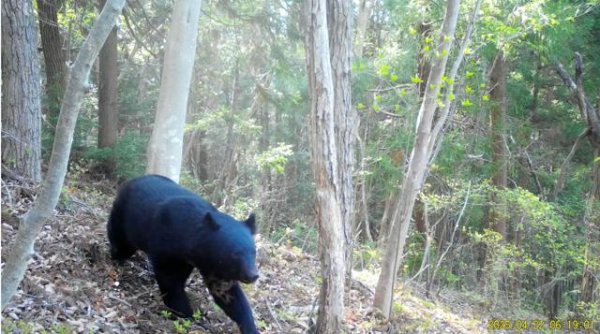 クマ出没、9年ぶり確認　茨城県が対策強化へハンター育成など予算化（朝日新聞） - Yahoo!ニュース