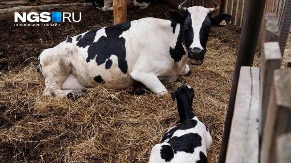 «Приносит большую пользу»: в Новосибирской области действует режим ЧС из-за заболеваний животных — зачем это нужно