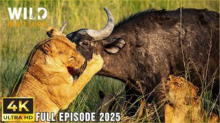 PREDATORS VS PREY | The Struggle Against the Apex Predators | Animal documentary