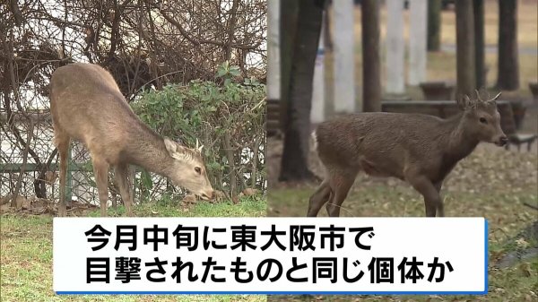 東大阪市から移動？大阪市内でシカの目撃情報相次ぐ | TBS NEWS DIG