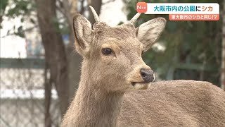 「よくここまで来たな」大阪市内でもシカ目撃情報あいつぐ　大阪駅まで約２．５ｋｍの所にも