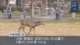 「何しにきたんやろな」大阪市中心部の公園にシカ出没　奈良公園のシカか　市の担当者は「見守ることしかできない」