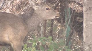 大阪市都島区の公園にシカ　餌付けなどしないよう注意呼びかけ(2026年3月22日)