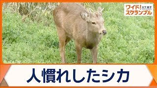 奈良公園からシカ越境か　東大阪市で目撃情報が相次ぐ　山を越え25km離れた場所へ？【ワイド！スクランブル】(2026年3月20日)