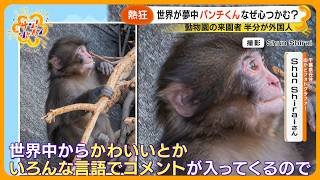 【熱狂】世界中が夢中の子ザル・パンチくん！なぜ人々の心をつかむ？海外では長寿番組に登場・タトゥーも！？ “人気の火付け役”を取材【サン！シャインニュース】