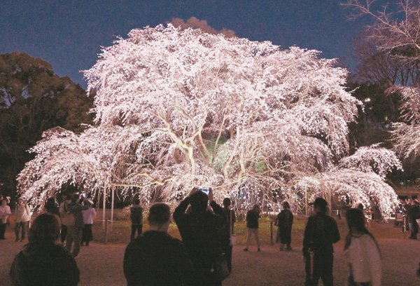 春の夜の夢…六義園しだれ桜が見頃　ライトアップは24日まで：東京新聞デジタル
