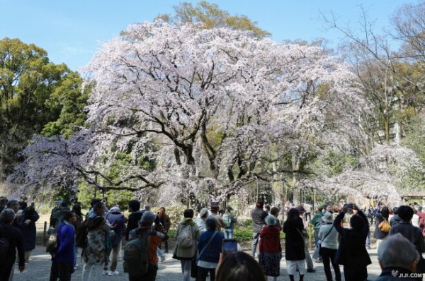 六義園のシダレザクラが見頃：時事ドットコム