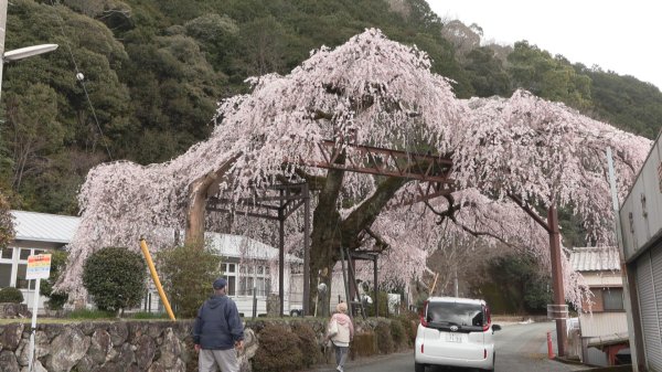 天気が良ければあと数日　樹齢150年超のしだれ桜が満開　三重・大紀町（三重テレビ放送） - Yahoo!ニュース