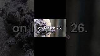 Space mystery Don Pettit shared a photo of a purple potato on March 26 The NASA astronaut grew it on