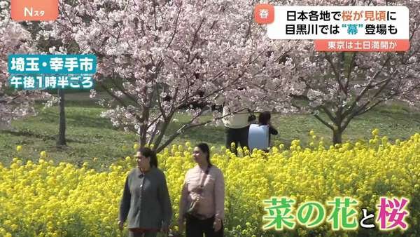 東京の桜満開は？　各地で桜が見ごろ　絶景！菜の花とのコラボも　なぜ？桜の名所「目黒川」では巨大幕が登場|au Webポータル