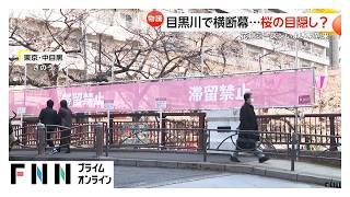 目黒川を覆う横断幕…桜の“目隠し”が物議「景観的に残念」（2026年03月26日）