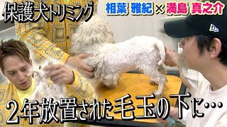 【保護犬トリミング】相葉くんと満島真之介さんが感情を失ったイヌをレスキュー！