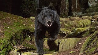 深夜の民家裏に出没、ツキノワグマを撮影　但馬で10月下旬、成獣か　兵庫県内で警戒必要