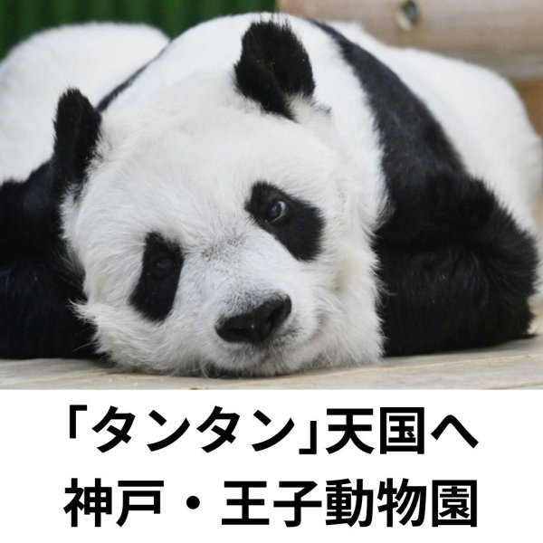 ■「タンタン」天国へ　国内最高齢の28歳　心臓疾患で帰郷果たせぬまま　神戸・王子動物園

詳細はプロフィール欄のh...
