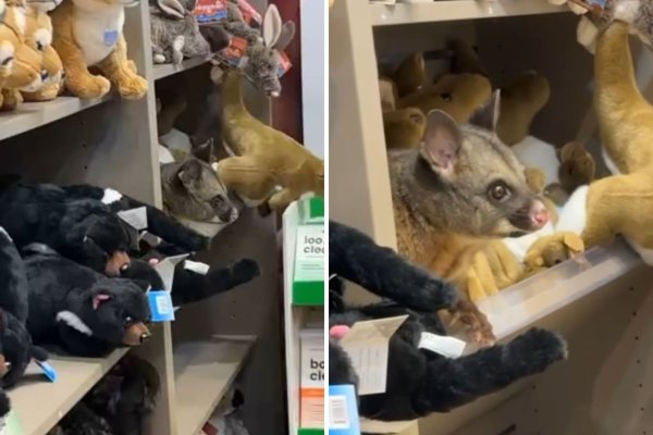 En Tasmanie, un marsupial s'installe tranquillement au rayon souvenirs de l'aéroport