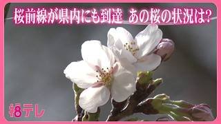華やかに染まる福島県　桜前線が到着！福島市で開花宣言　三春滝桜は開花前から観光客が訪れる (26/03/30 19:20)