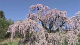 三春滝ザクラ天然記念物指定１００周年記念ＰＲ映像（１２０秒）