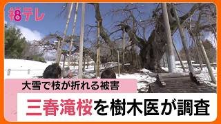 春の大雪で枝が折れた三春滝桜　樹木医が木の状態を調査　約60年前にひびが入り補修した枝　福島　 (26/03/05 11:57)