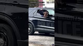 Woman squeezes through police car window to escapes custody in Michigan