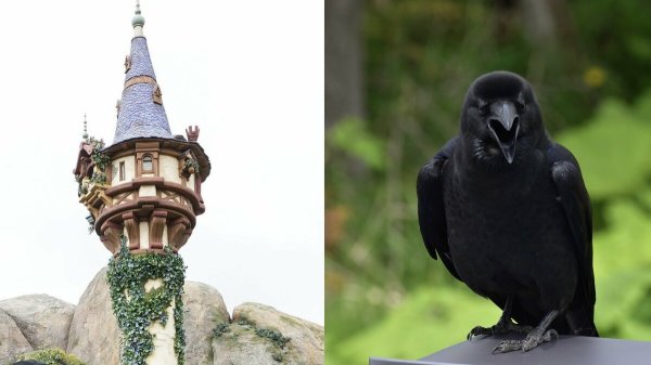 「2羽のカラスに襲われている」東京ディズニーシーでラプンツェルに起きた衝撃ハプニング…消えたプリンセス、運営は「本日4月2日も塔の中に隠れたままの状態となります」 | 集英社オンライン | ニュースを本気で噛み砕け