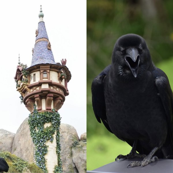 「2羽のカラスに襲われている」東京ディズニーシーでラプンツェルに起きた衝撃ハプニング…消えたプリンセス、運営は「本日4月2日も塔の中に隠れたままの状態となります」（集英社オンライン） - Yahoo!ニュース