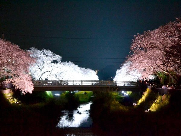 調布「野川桜ライトアップ」開催日決定　一夜限り2時間30分の幻想風景