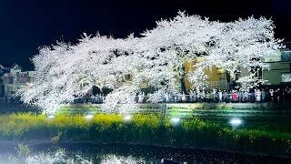 野川：夜桜ライトアップ