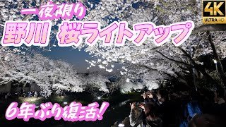 6年ぶり復活！【野川桜ライトアップ2025】コロナ禍を乗り越えた一夜限りの奇跡の夜に包まれる幻想風景 野川の夜桜がまた光を取り戻した夜