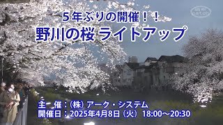 野川の桜ライトアップ