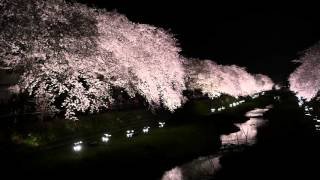 [4K] 野川 桜 ライトアップ 2016