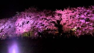 一夜限りの「野川桜ライトアップ」 2012