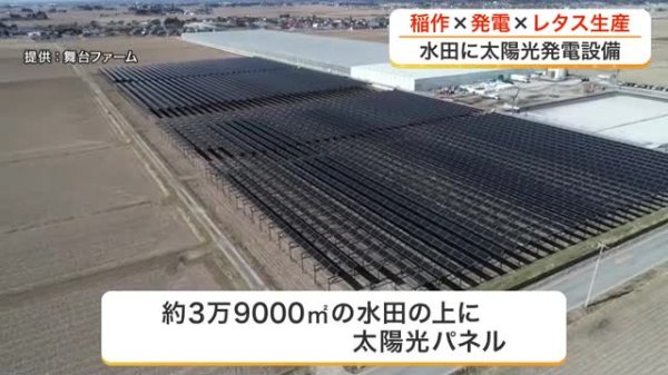 水田の上に太陽光パネル　美里町で国内最大級の発電設備が始動　隣接するレタス工場の電力８割を供給　宮城（仙台放送） - Yahoo!ニュース