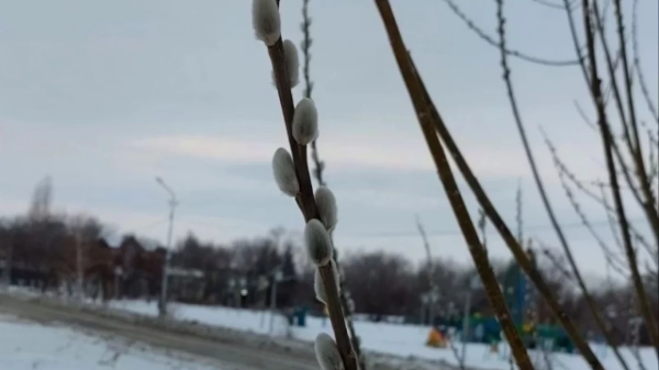 Как освятить ветви вербы и что с ними делать после праздника: объясняет священник