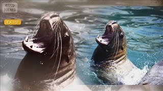 北海道・弁天島に「海のギャング」トドの大群3000頭　漁業被害10億円【知っておきたい！】【グッド！モーニング】(2026年1月31日)