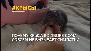 Во Всемирный день крысы расскажем, как грызуны помогают выжить другим животным