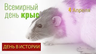 Всемирный день крыс.  В МИРЕ ЖИВОТНЫХ. ДЕНЬ В ИСТОРИИ! Крысы. 4 апреля.