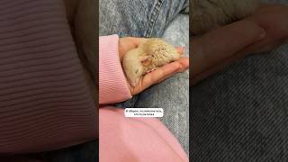 Отметила вчера Всемирный День Крысы 😅