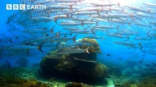 Incredible Wildlife Scenes Narrated by David Attenborough | BBC Earth